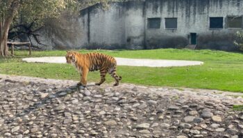 Chhat Bir Zoo, Chandigarh