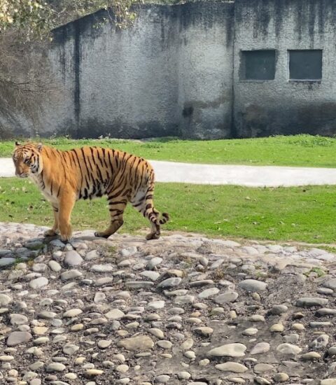 Chhat Bir Zoo, Chandigarh