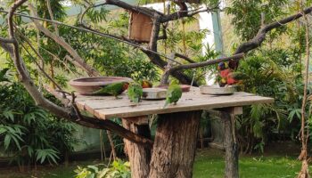 Chandigarh Bird Park