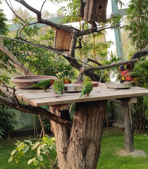 Chandigarh Bird Park