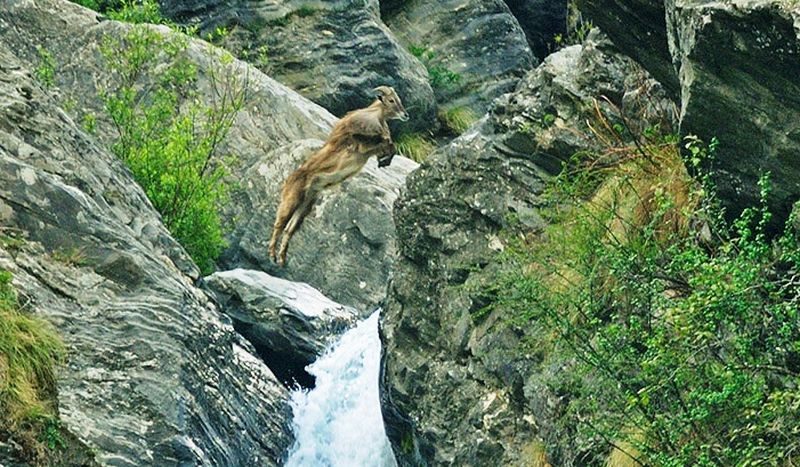 Himalayan National Park